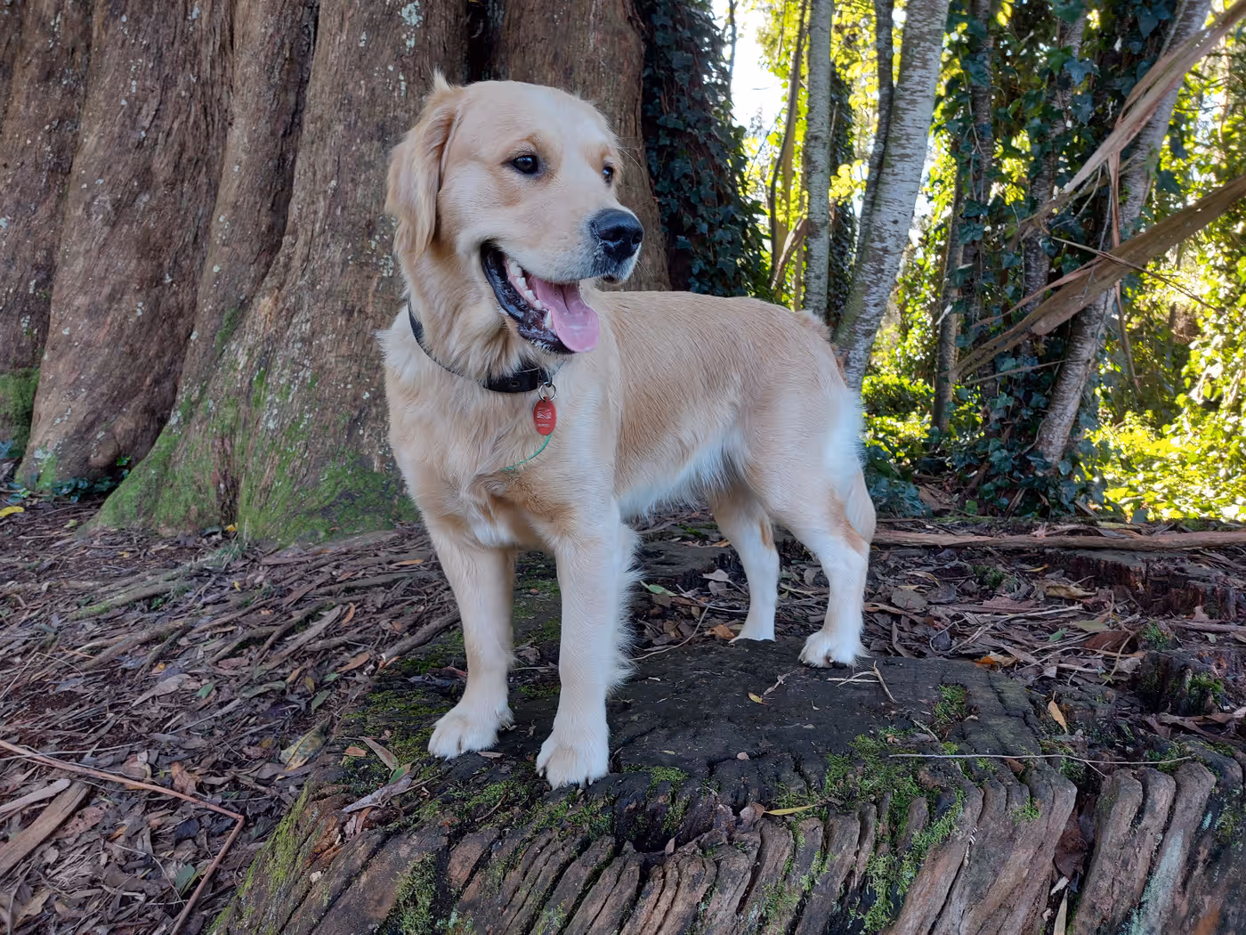 A Nushy Co golden retriever standing on a mossy stump in native bush