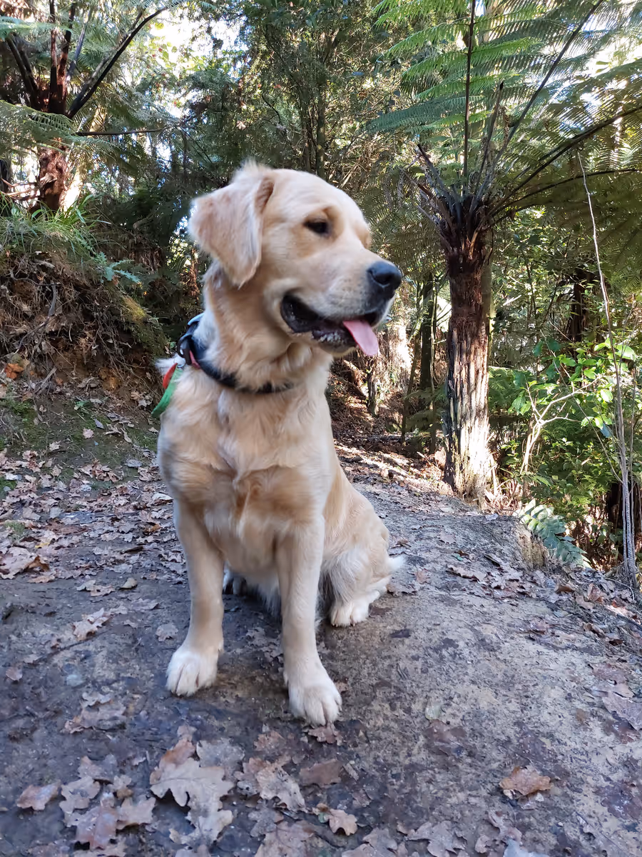 A Nushy Co golden retriever sitting on a bush track among tree ferns