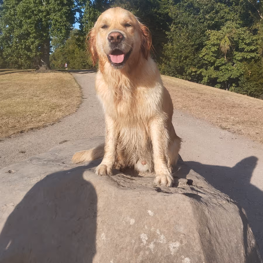 A Nushy Co golden retriever sitting on a rock in the sun, eyes closed